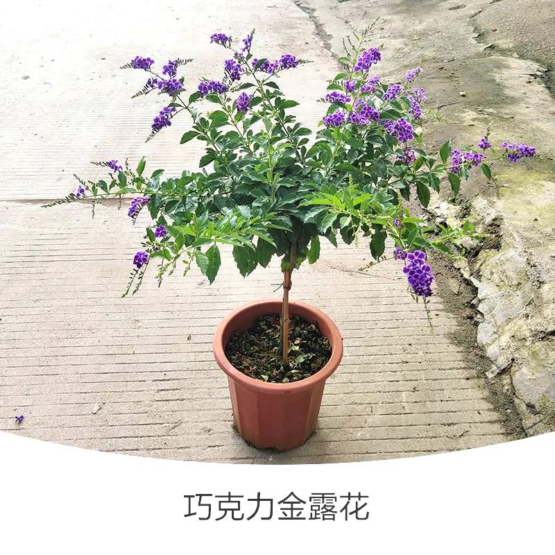 金露花 | 人间巧克力，开花时隔壁小孩要馋哭